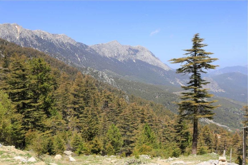 Asıl Akdeniz Orman Sahası