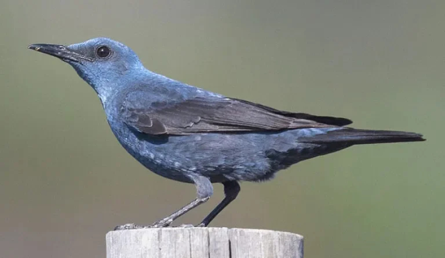Gökardıç (Monticola solitarius)