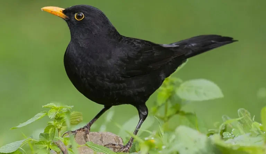 Karatavuk (Turdus merula)