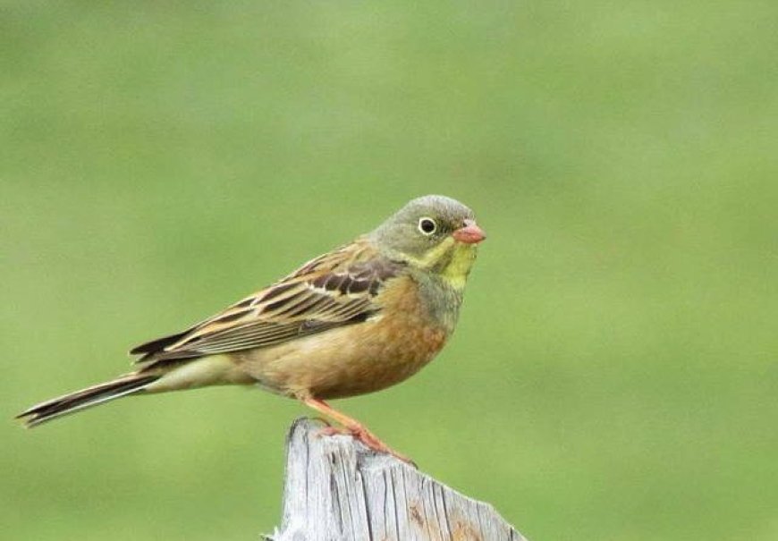 Bayağı Kirazkuşu (Emberiza hortulana)
