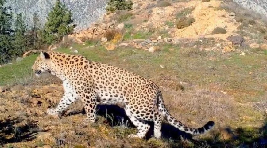 Anadolu Parsı (Panthera pardus tulliana)