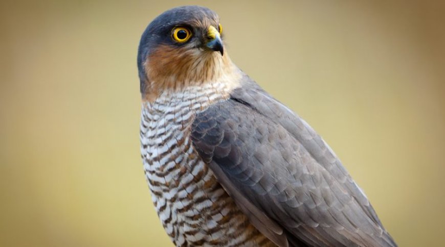 Atmaca (Accipiter nisus)