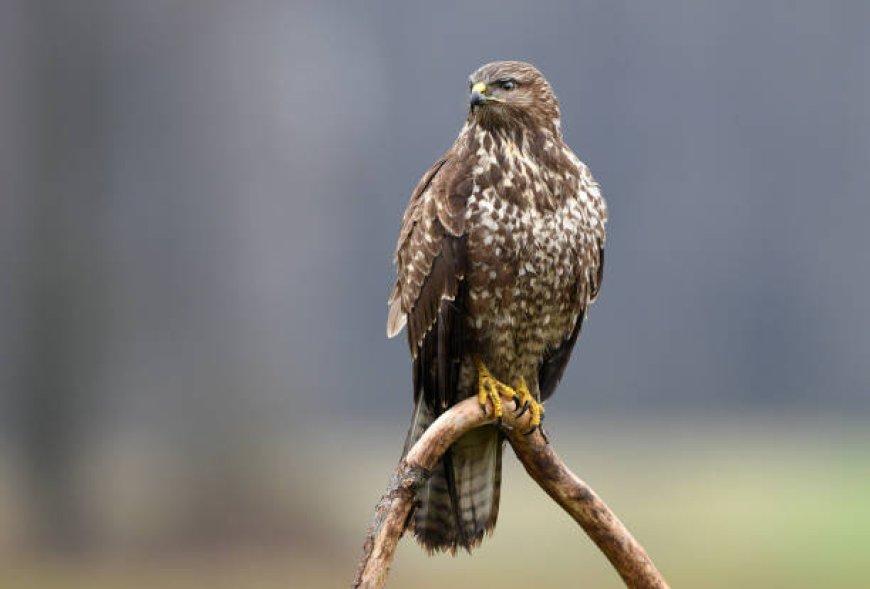 Bayağı Şahin (Buteo buteo)