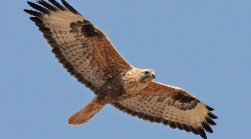 Kızıl Şahin (Buteo rufinus)