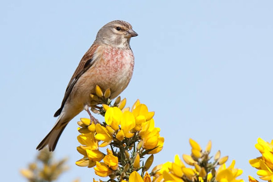 Keten Kuşu (Carduelis cannabina)