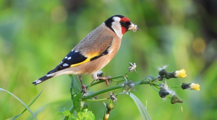 Saka Kuşu (Carduelis carduelis)