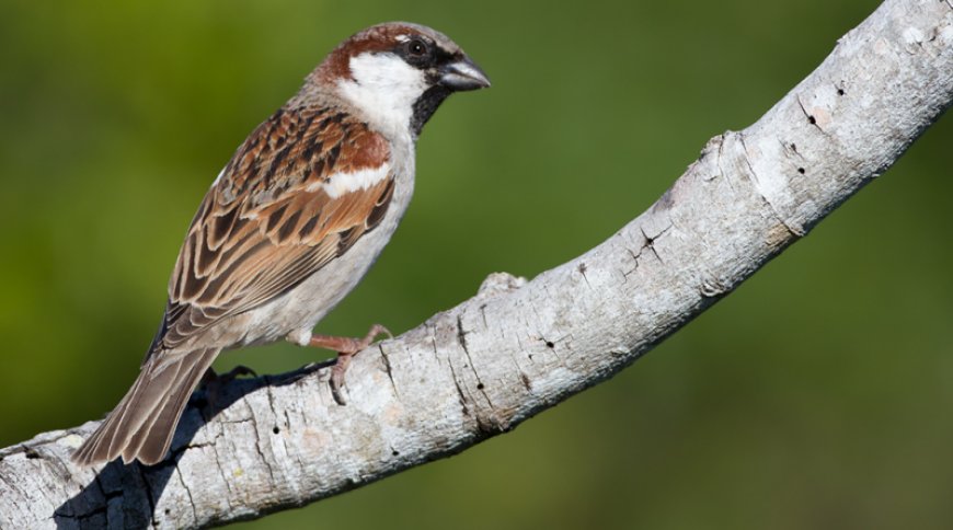 Serçe (Passer domesticus)