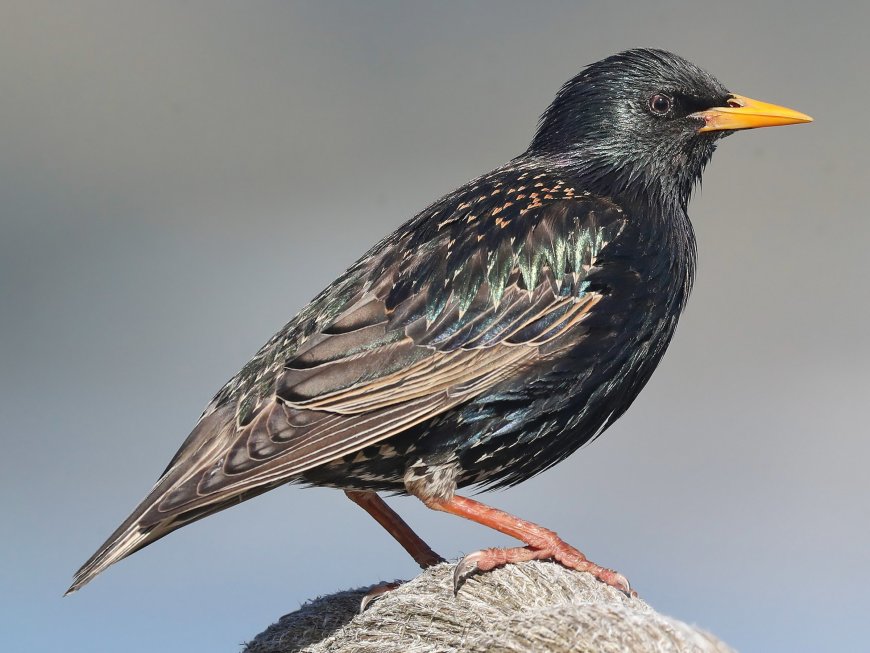 Sığırcık (Sturnus vulgaris)