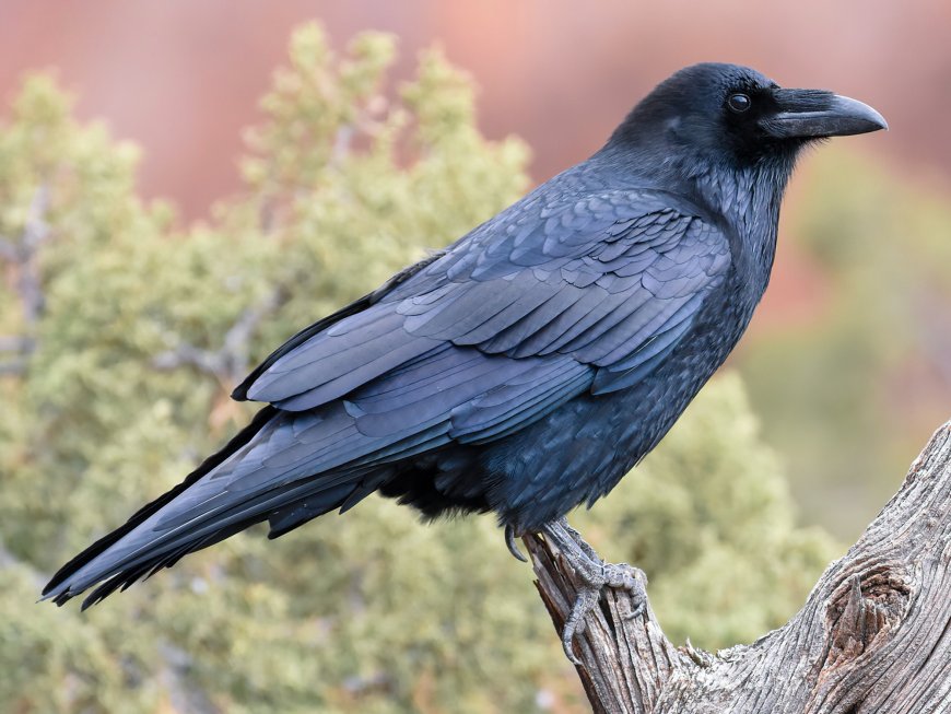 Kuzgun (Corvus corax)