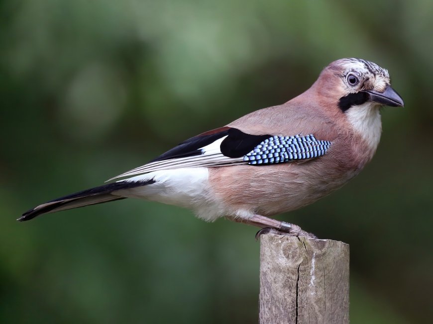 Alakarga (Garrulus glandarius)