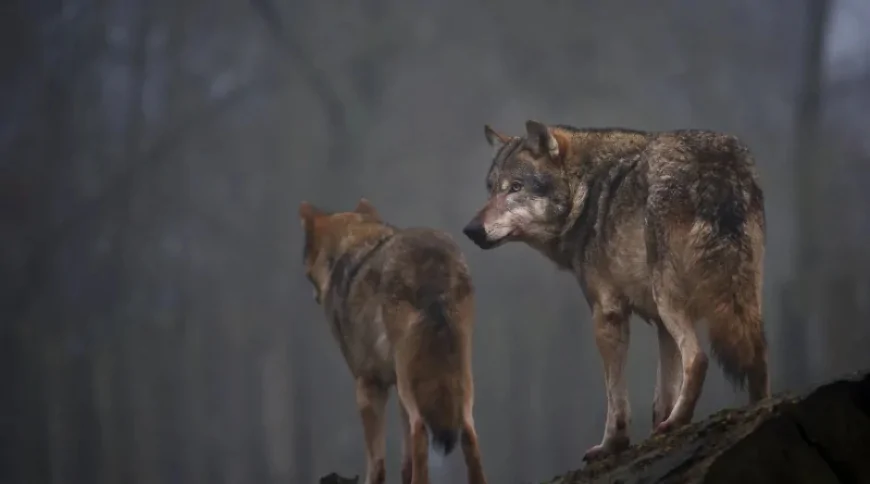 Kurt (Canis lupus)