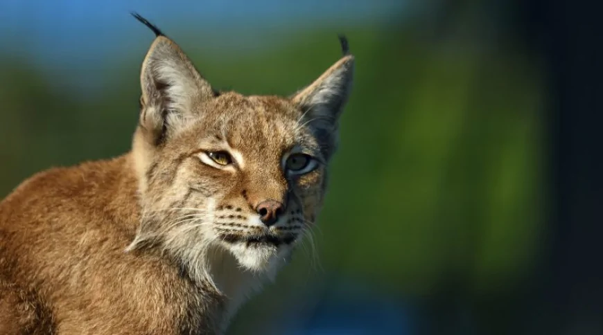 Vaşak (Lynx lynx)