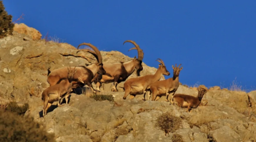 Yaban Keçisi (Capra aegagrus aegragrus)