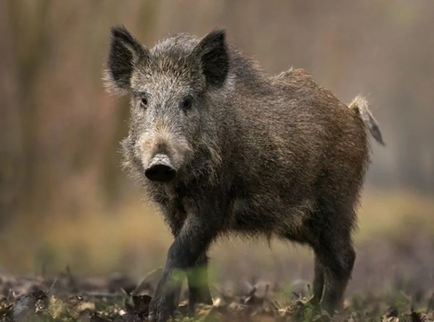 Yaban domuzu (Sus scrofa)