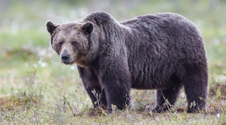 Boz Ayı (Ursus arctos)