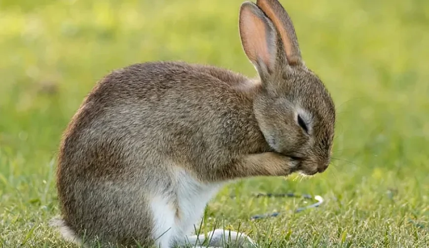 Tavşan (Oryctolagus cuniculus)