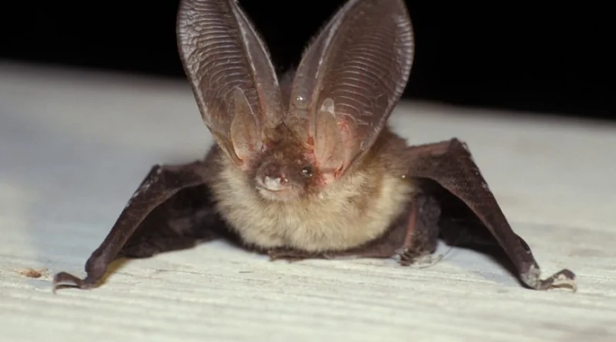 Uzun Kulaklı Yarasa (Plecotus auritus)