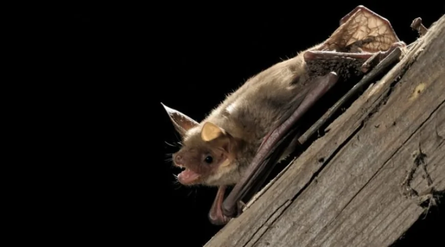 Küçük Fare Kulaklı Yarasa (Myotis blythii)