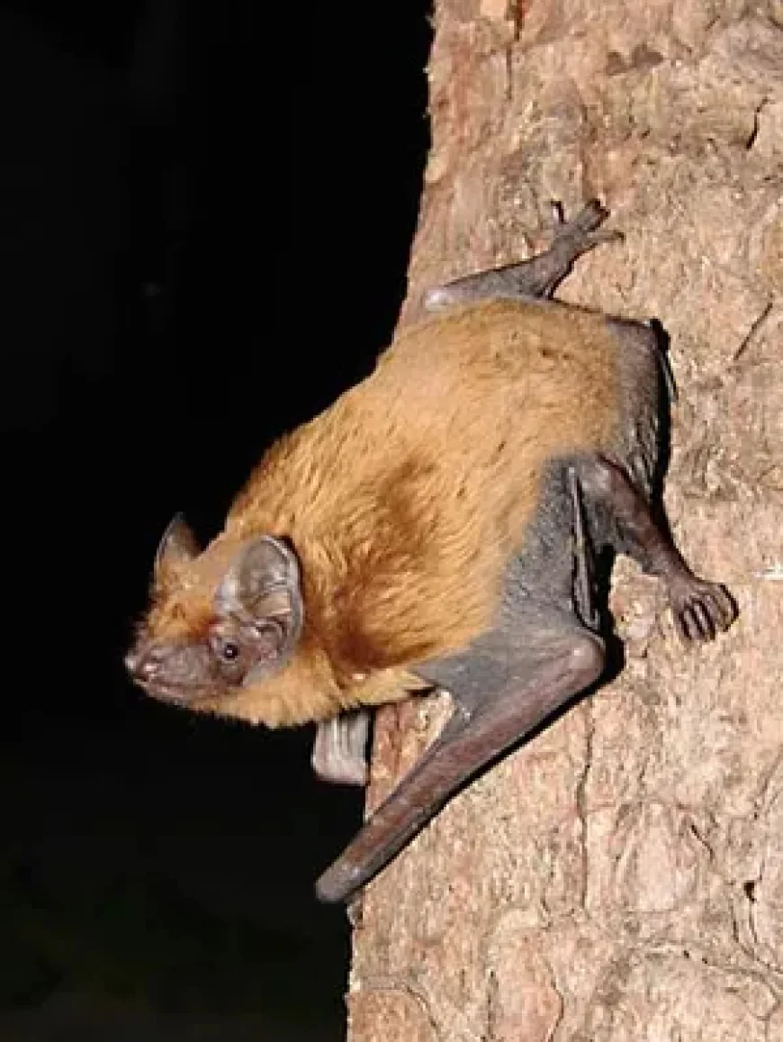 Kızıl yarasa (Nyctalus noctula)