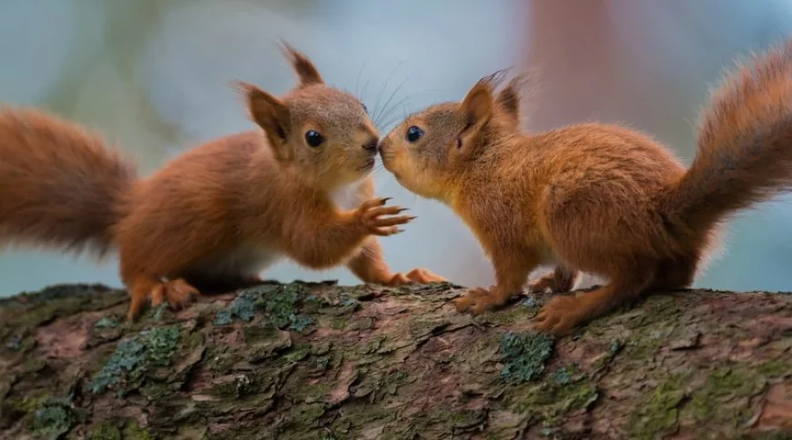 Kızıl Sincap (Sciurus vulgaris)