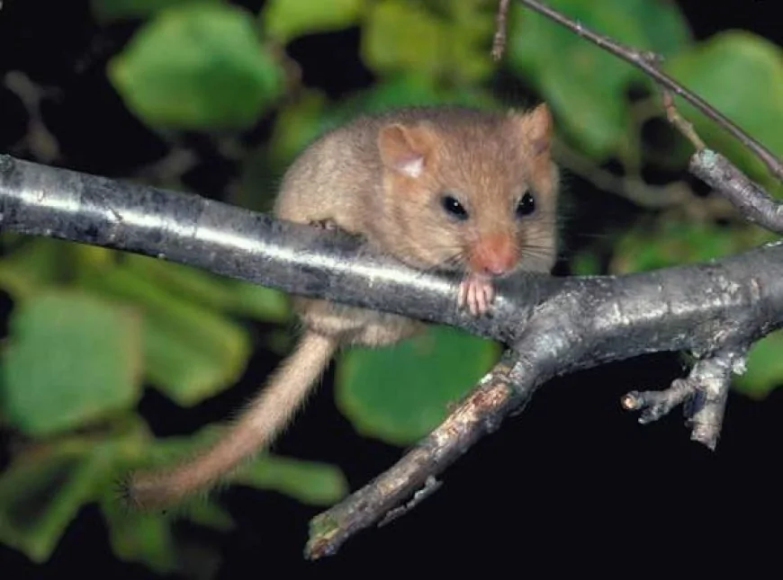 Fındık faresi (Muscardinus avellanarius)