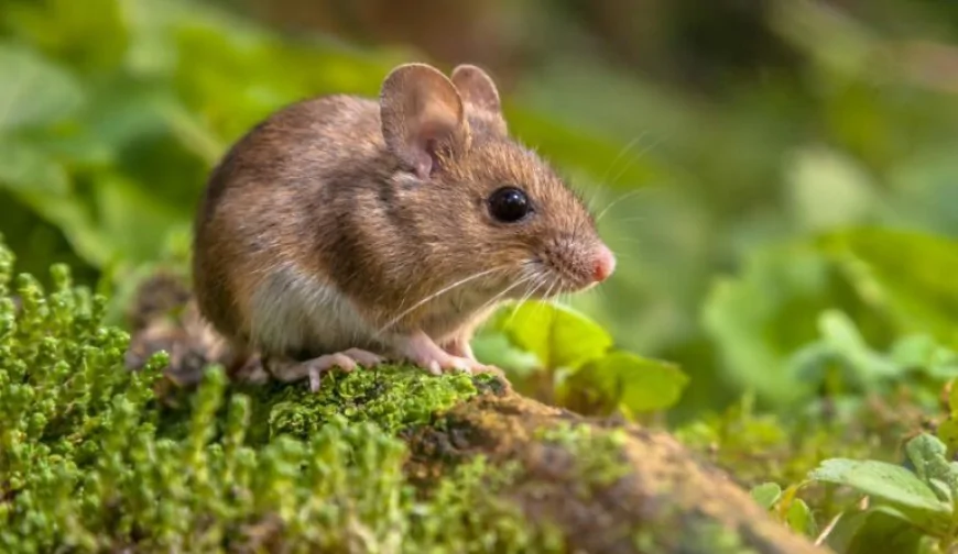 Orman Faresi (Apodemus sylvaticus)