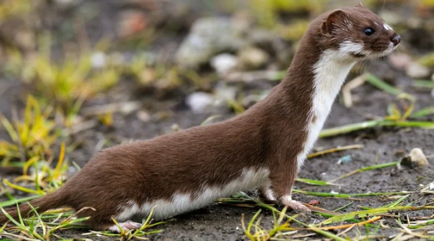 Gelincik (Mustela nivalis)