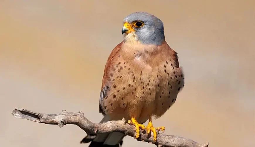 Küçük Kerkenez (Falco naumanni)