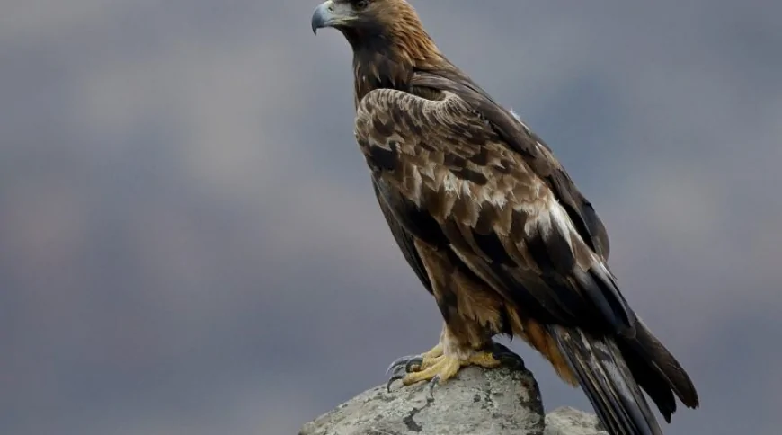 Kaya Kartalı (Aquila chrysaetos)