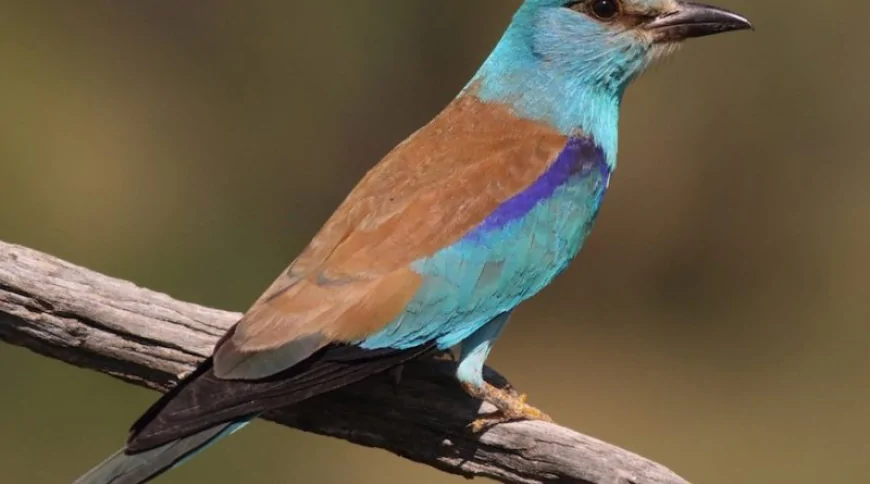 Gökkuzgun (Coracias garrulus)