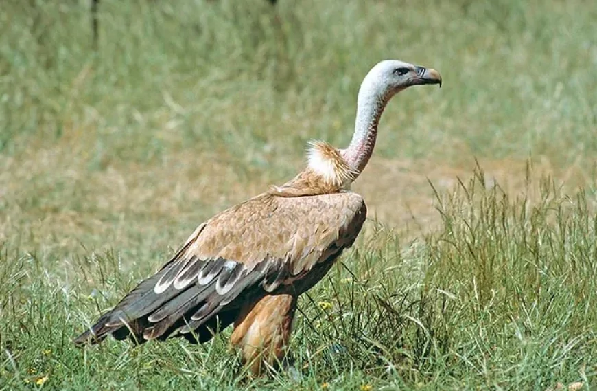 Kızıl Akbaba (Gyps fulvus)