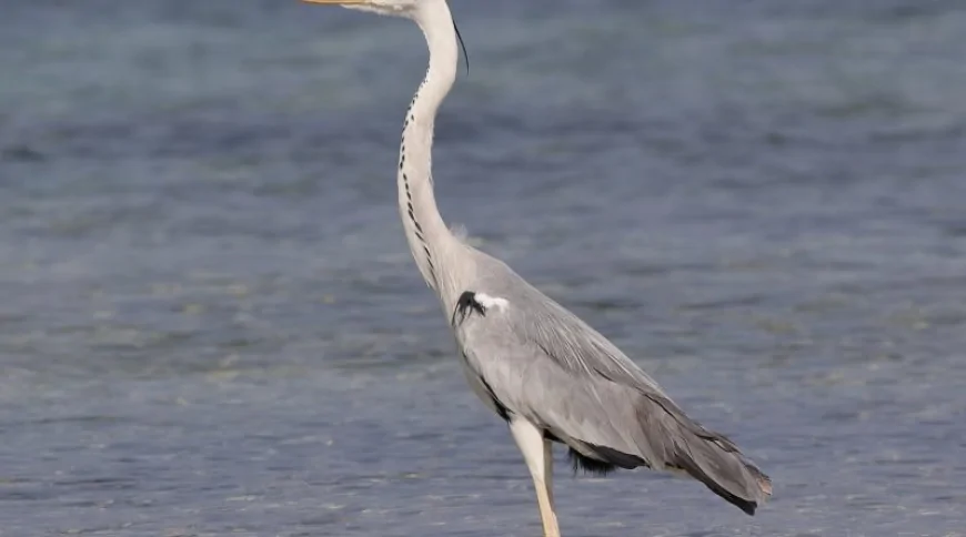 Gri Balıkçıl (Ardea cinerea)