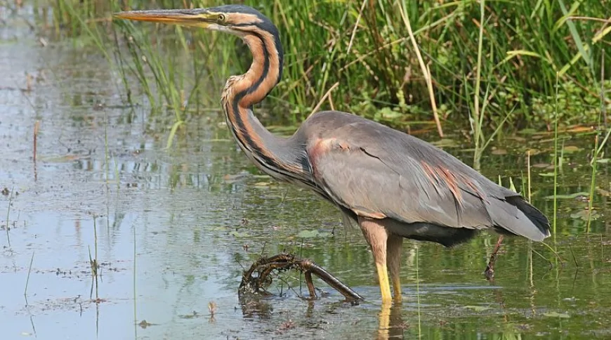 Erguvani Balıkçıl (Ardea purpurea)