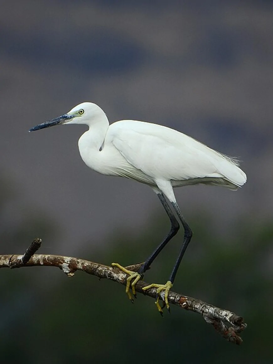 Küçük Ak Balıkçıl (Egretta garzetta)