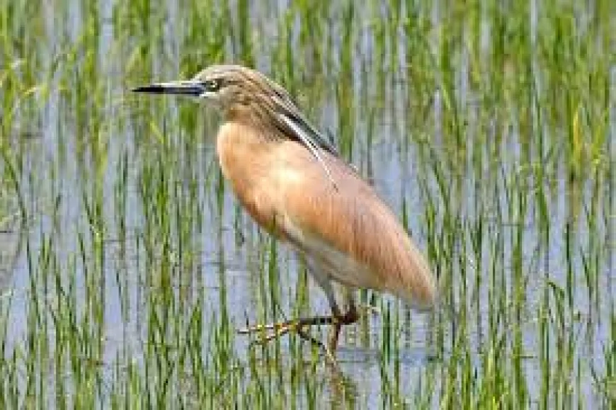 Alaca Balıkçıl (Ardeola ralloides)