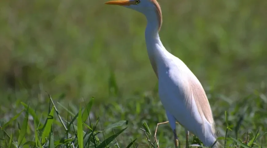 Sığır Balıkçılı (Bubulcus ibis)