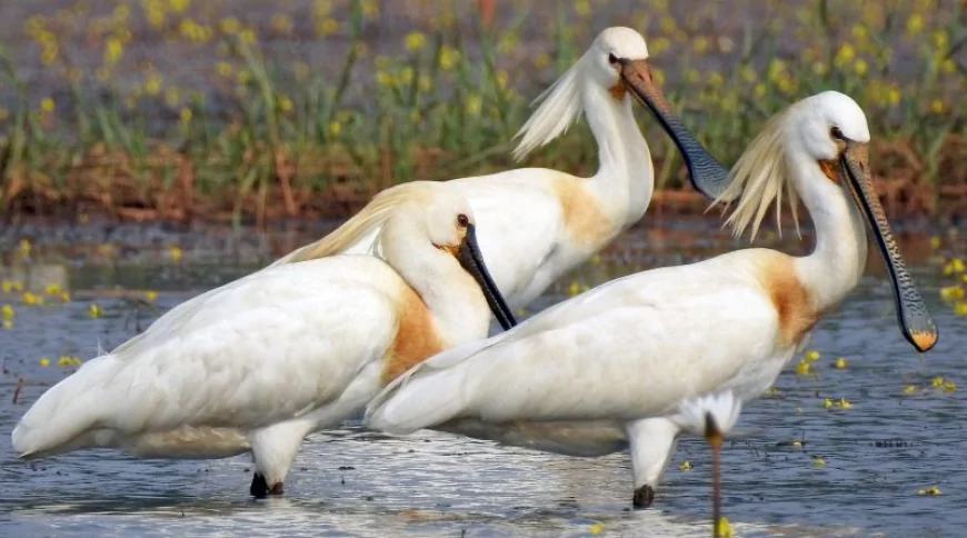 Bayağı Kaşıkçı (Platalea leucorodia)