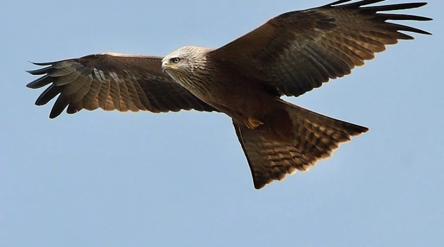 Kara Çaylak (Milvus migrans)