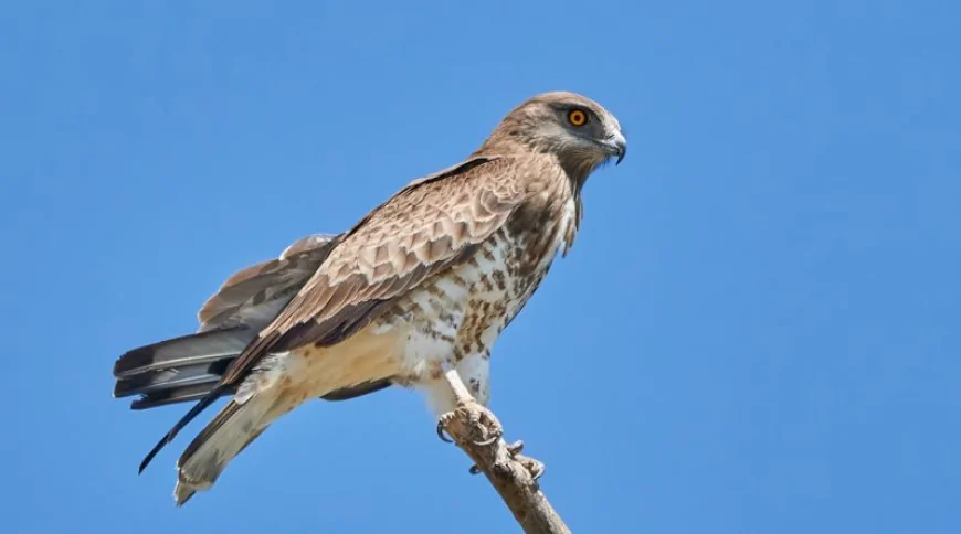 Yılan Kartalı (Circaetus gallicus)