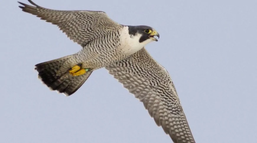 Bayağı Doğan (Falco peregrinus)