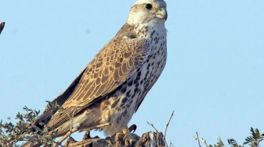 Uludoğan (Falco cherrug)