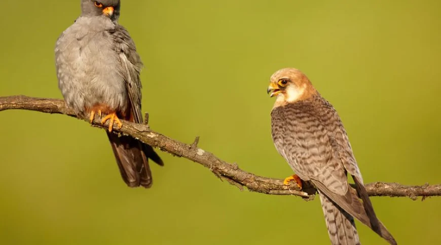 Ala Doğan (Falco vespertinus)