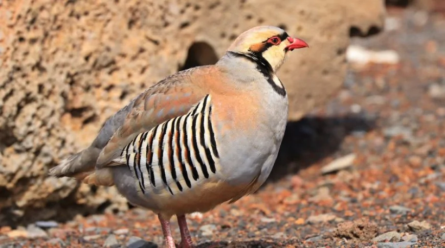 Kınalı Keklik (Alectoris chukar)
