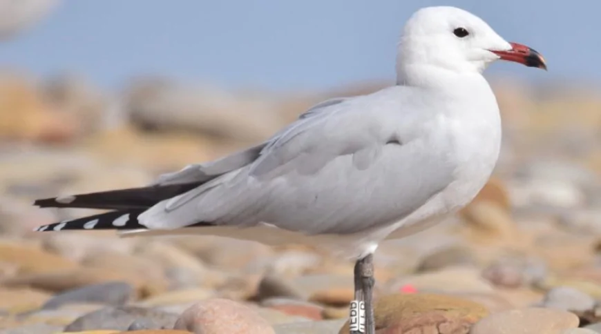 Ada Martısı (Larus audouinii)