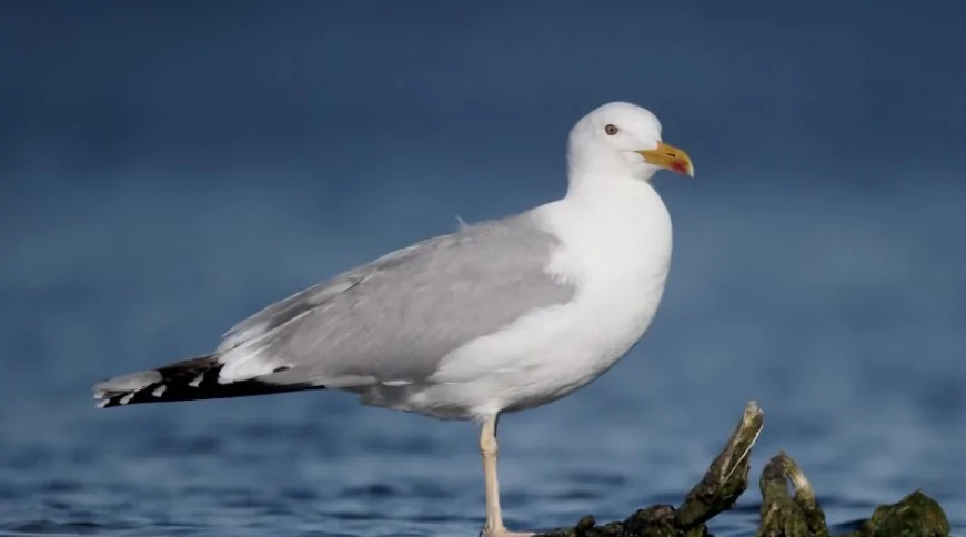 Gümüş martı (Larus argentatus)
