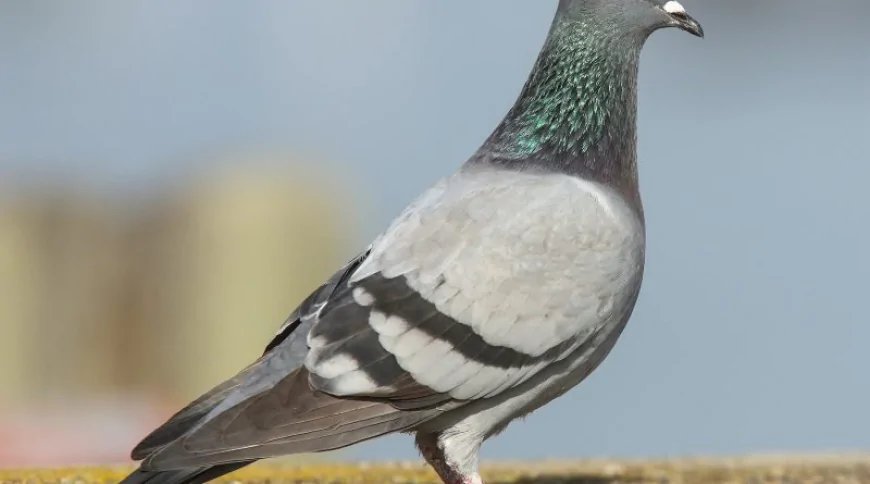 Kaya Güvercini (Columba livia)