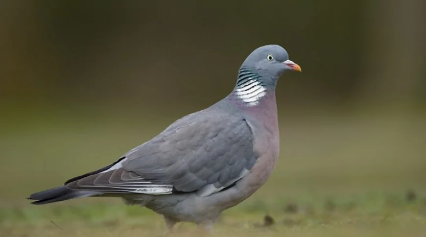 Tahtalı Güvercin (Columba palumbus)