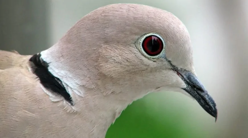 Kumru (Streptopelia decaocto)