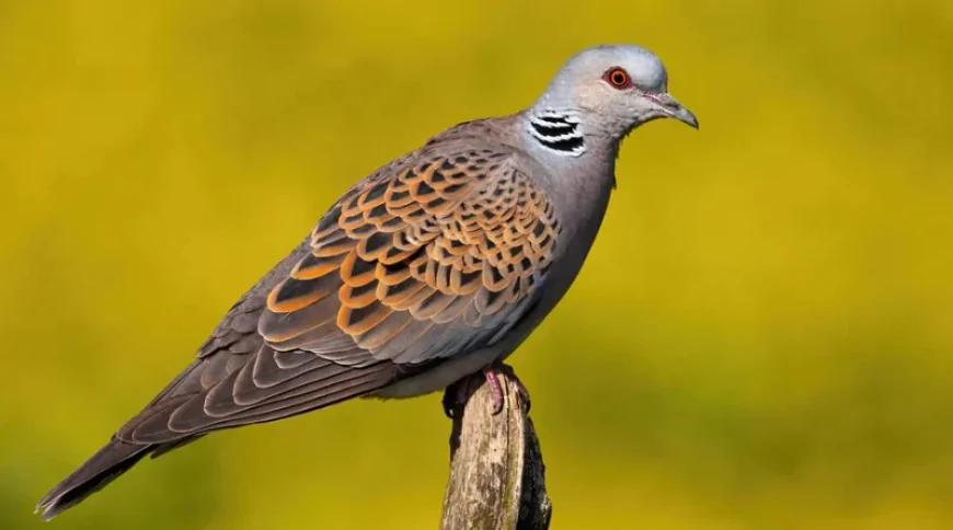 Üveyik (Streptopelia turtur)