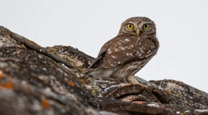 Kukumav (Athena noctua)